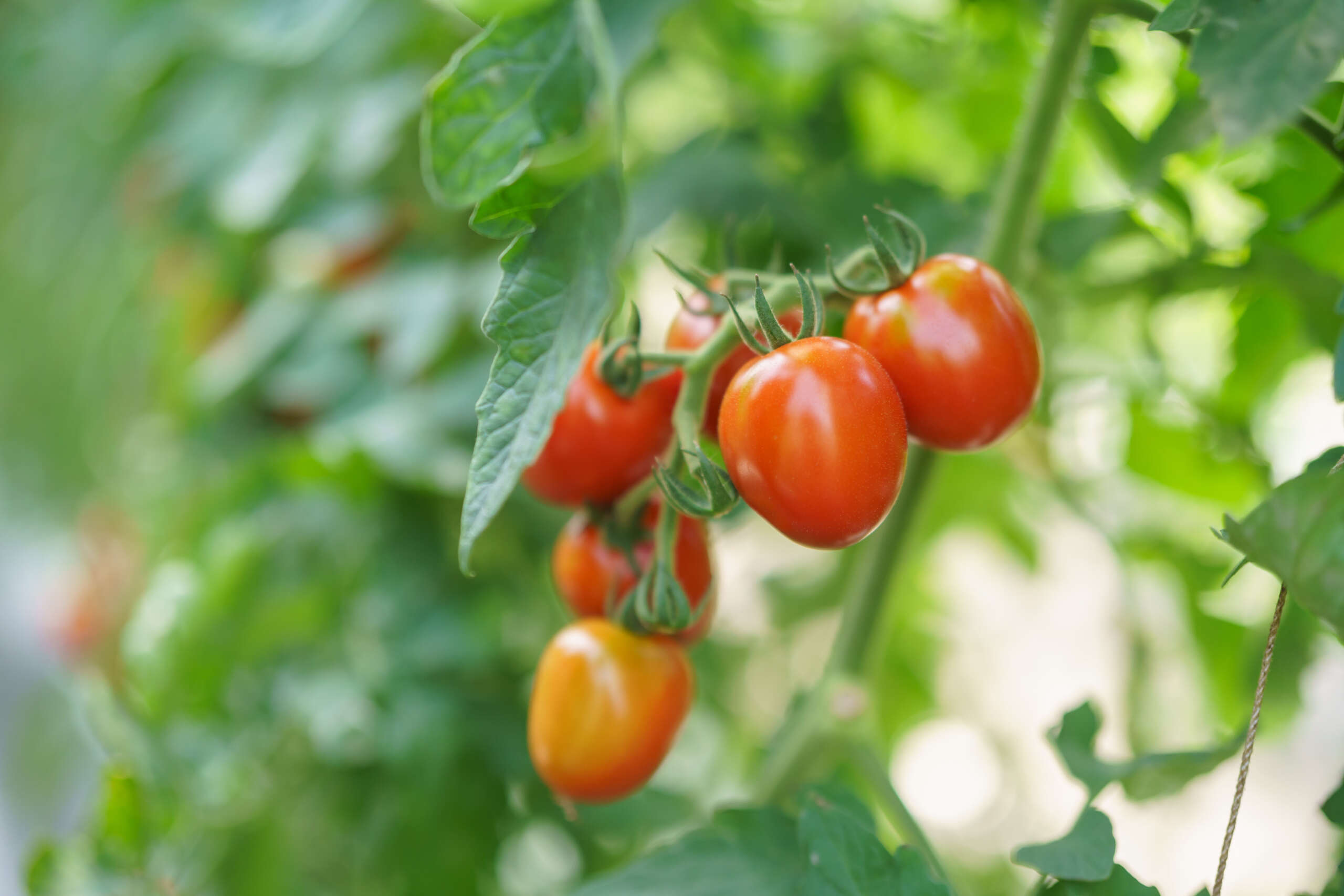 しゃぶ葉のトマト 17486-292-